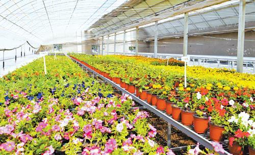 甘肃山丹县农民有能力的企业家长廊温室花卉浇
